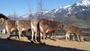 ZF Hurray Hanny Abcherli Ruedi Giswil A76